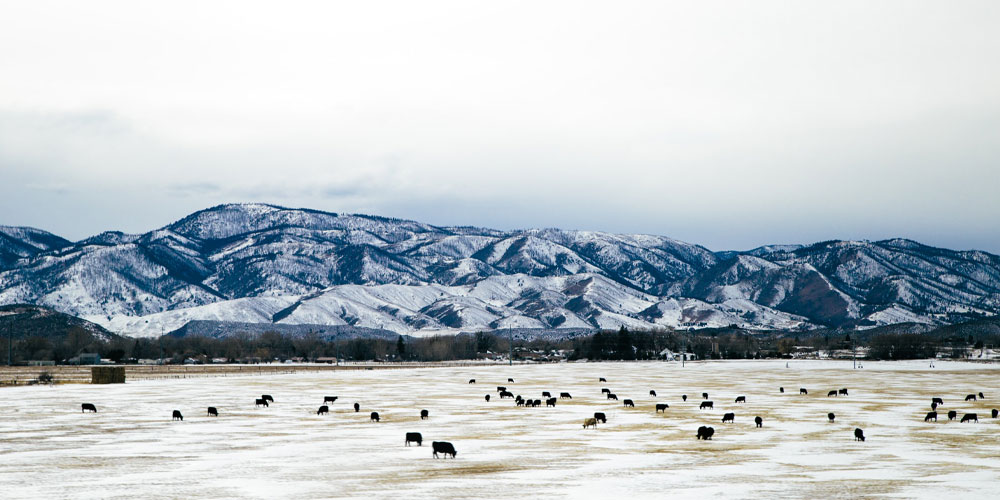 Fort Collins, CO